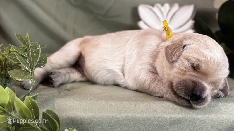Sweet Potato – Golden Retriever puppy for sale in Fall Branch, TN