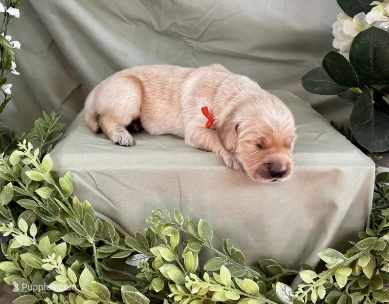 Hashbrown – Golden Retriever puppy for sale in Fall Branch, TN