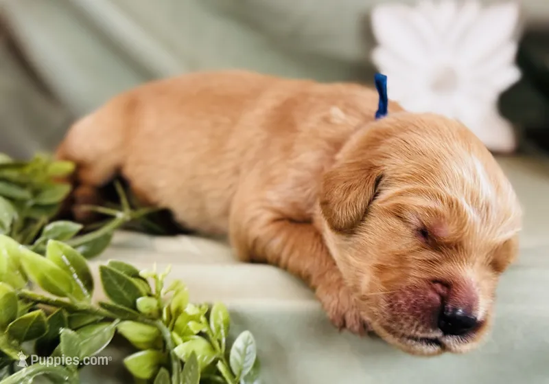 Spud – Golden Retriever puppy for sale in Fall Branch, TN