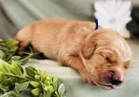 Spud, a male Golden Retriever for sale in Fall Branch, TN – 1 of 1