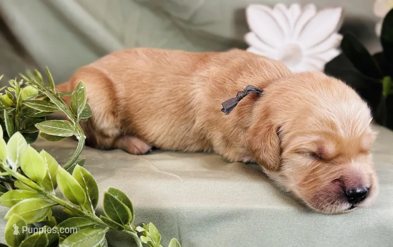 Small Fry – Golden Retriever puppy for sale in Fall Branch, TN