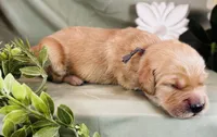 Small Fry, a male Golden Retriever for sale in Fall Branch, TN – 1 of 1