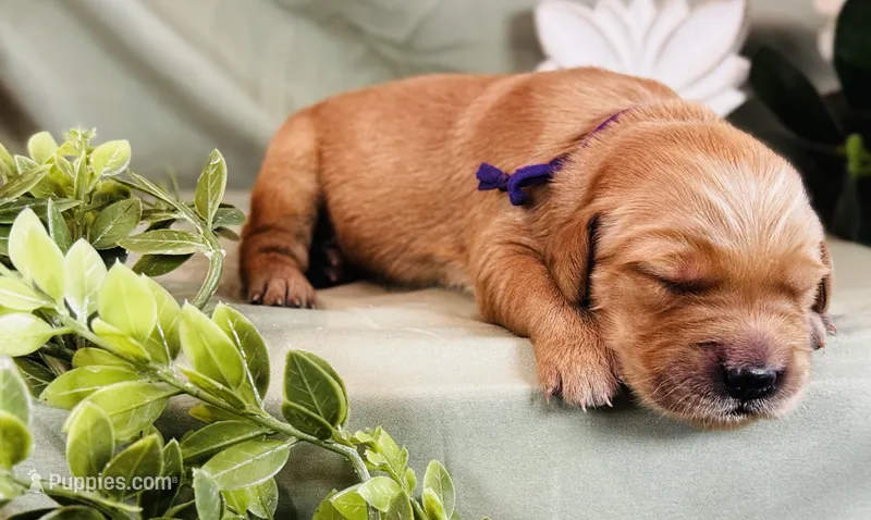 Twice Baked – Golden Retriever puppy for sale in Fall Branch, TN