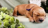 Twice Baked, a female Golden Retriever for sale in Fall Branch, TN – 1 of 1
