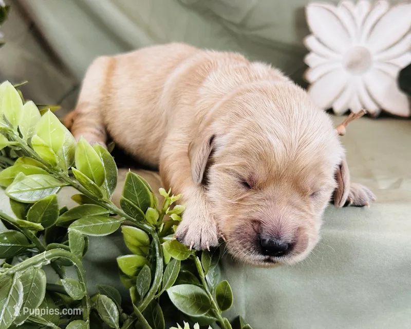 Tatercake – Golden Retriever puppy for sale in Fall Branch, TN