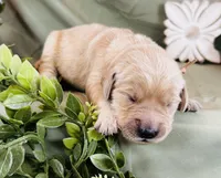 Tatercake, a female Golden Retriever for sale in Fall Branch, TN – 1 of 1