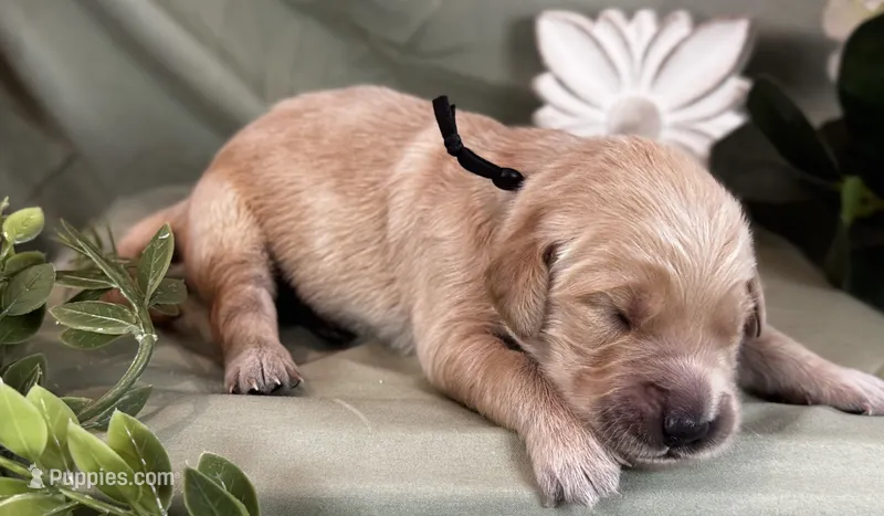 Chip – Golden Retriever puppy for sale in Fall Branch, TN