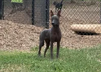 Maya (Standard Size), a female Xoloitzcuintli for sale in San Diego, CA – 2 of 4