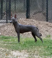 Maya (Standard Size), a female Xoloitzcuintli for sale in San Diego, CA – 4 of 4