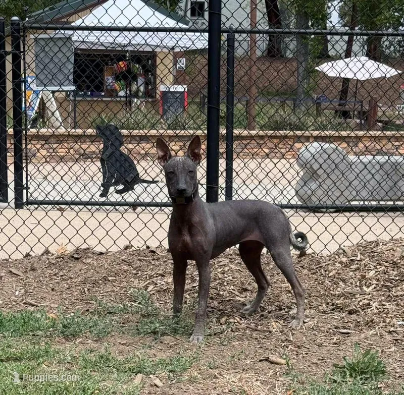 Maya (Standard Size) – Xoloitzcuintli puppy on hold in San Diego, CA