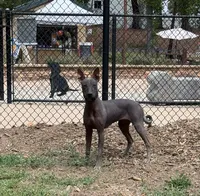 Maya (Standard Size), a female Xoloitzcuintli for sale in San Diego, CA – 1 of 4