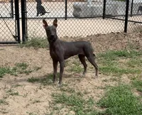 Maya (Standard Size), a female Xoloitzcuintli for sale in San Diego, CA – 3 of 4