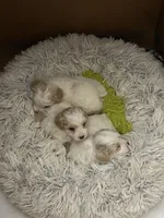 processed/3774b585-a7b6-4946-836e-9cf258f7720c/listing/0fc88db4-5afd-48b2-bfd9-a32ccc240445/0cf11864-aa1d-4365-b740-9219cd5d15d4