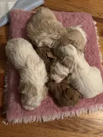 processed/3774b585-a7b6-4946-836e-9cf258f7720c/listing/0fc88db4-5afd-48b2-bfd9-a32ccc240445/595e21ff-f706-4eb5-a2a6-17162527b5b2