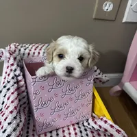Chloe, a female Maltese and Poochon for sale in La Grange, KY – Photo 4 of 4