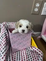 Chloe, a female Maltese and Poochon for sale in La Grange, KY – Photo 4 of 4