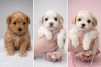 Chloe, a female Maltese and Poochon for sale in La Grange, KY – Photo 2 of 4