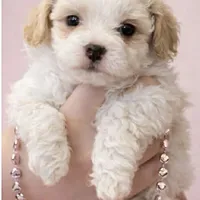 Chloe, a female Maltese and Poochon for sale in La Grange, KY – Photo 1 of 4