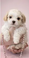 Chloe, a female Maltese and Poochon for sale in La Grange, KY – Photo 1 of 4