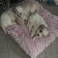 Chloe, a female Maltese and Poochon for sale in La Grange, KY – Photo 3 of 4