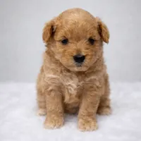 Cookie, a male Maltese and Poochon for sale in La Grange, KY – Photo 1 of 4