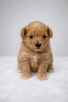 processed/3774b585-a7b6-4946-836e-9cf258f7720c/listing/a0cb3525-4109-4cbc-8183-19598b1f2900/1dece249-6e9d-4f06-b59a-b09a08eb0d81