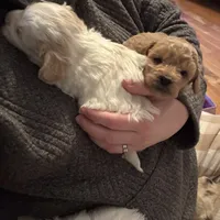 Cookie, a male Maltese and Poochon for sale in La Grange, KY – Photo 4 of 4