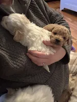 processed/3774b585-a7b6-4946-836e-9cf258f7720c/listing/a0cb3525-4109-4cbc-8183-19598b1f2900/7351c984-495f-4dcc-bca1-49b71dc6b6d0