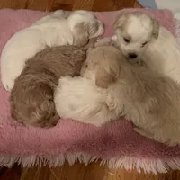 Cookie, a male Maltese and Poochon for sale in La Grange, KY – Photo 3 of 4