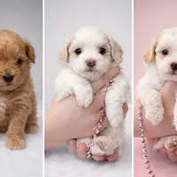 Cookie, a male Maltese and Poochon for sale in La Grange, KY – Photo 2 of 4