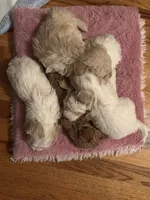 processed/3774b585-a7b6-4946-836e-9cf258f7720c/listing/d4a17377-9cec-466f-8f0b-5bf4962e6a31/9cd882c6-228d-4ea1-9fc2-925f6f5d989f