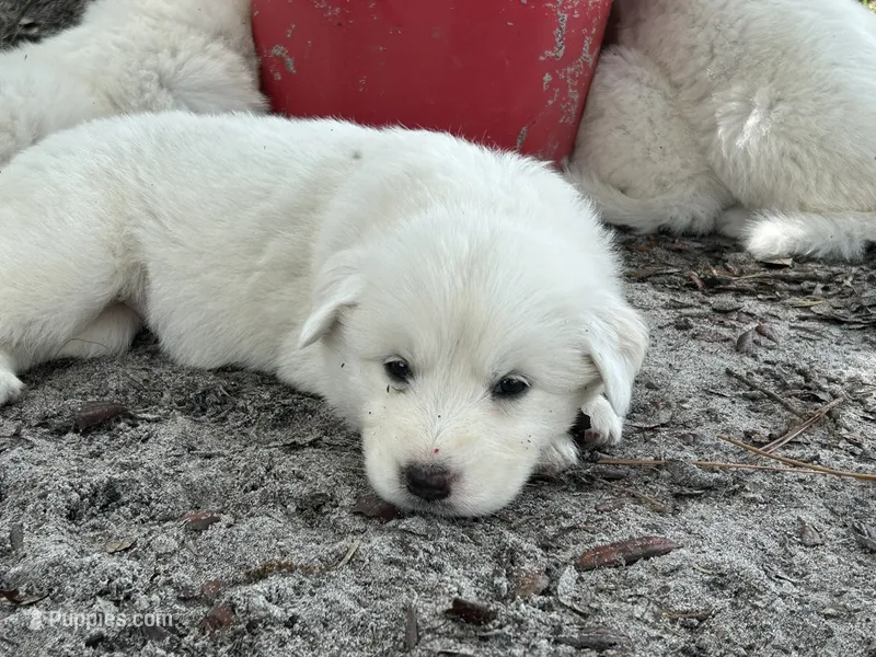 Lima – Maremma Sheepdog puppy for sale in Chiefland, FL