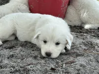 Lima, a female Maremma Sheepdog for sale in Chiefland, FL – 1 of 1
