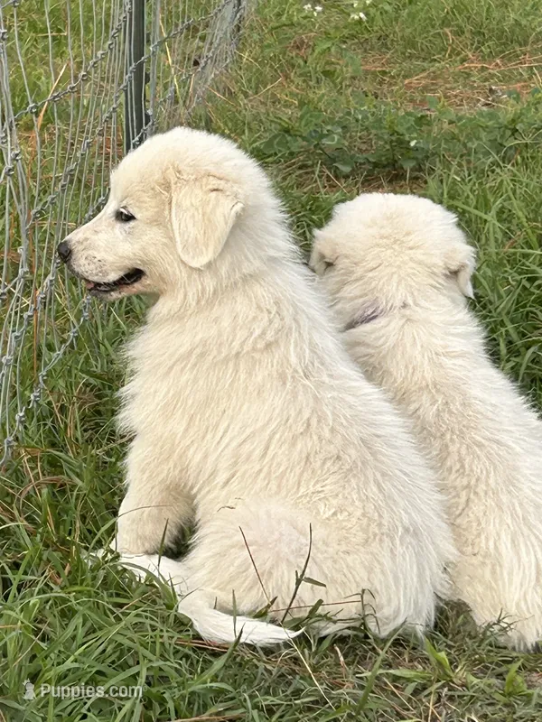 Navy  – Maremma Sheepdog puppy on hold in Chiefland, FL