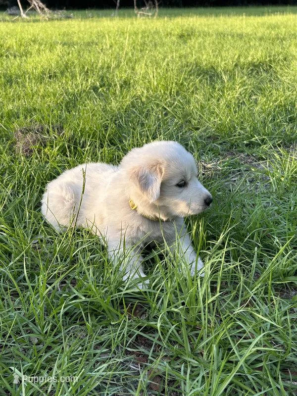 Sun – Maremma Sheepdog puppy for sale in Chiefland, FL