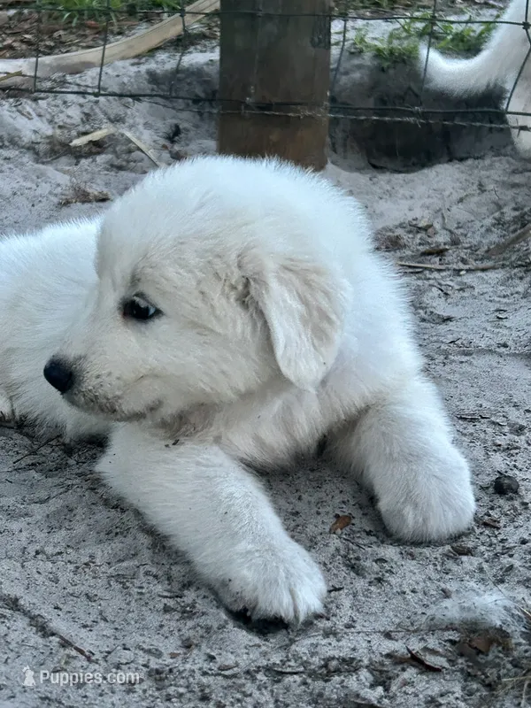 Sky – Maremma Sheepdog puppy for sale in Chiefland, FL
