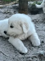 Sky, a male Maremma Sheepdog for sale in Chiefland, FL – 1 of 1