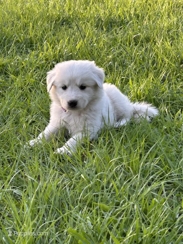 Violet – Maremma Sheepdog puppy for sale in Chiefland, FL