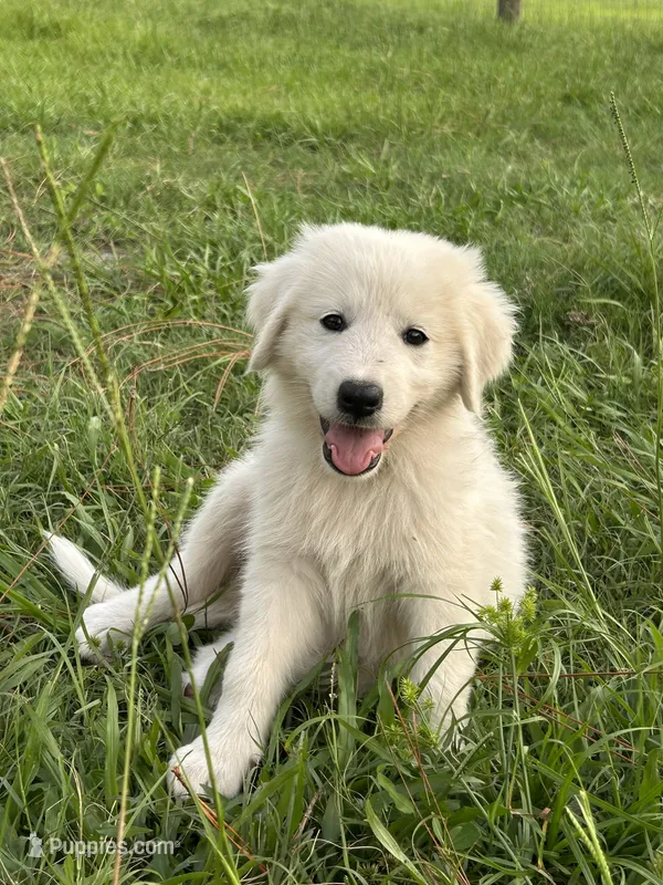 Lima – Maremma Sheepdog puppy for sale in Chiefland, FL