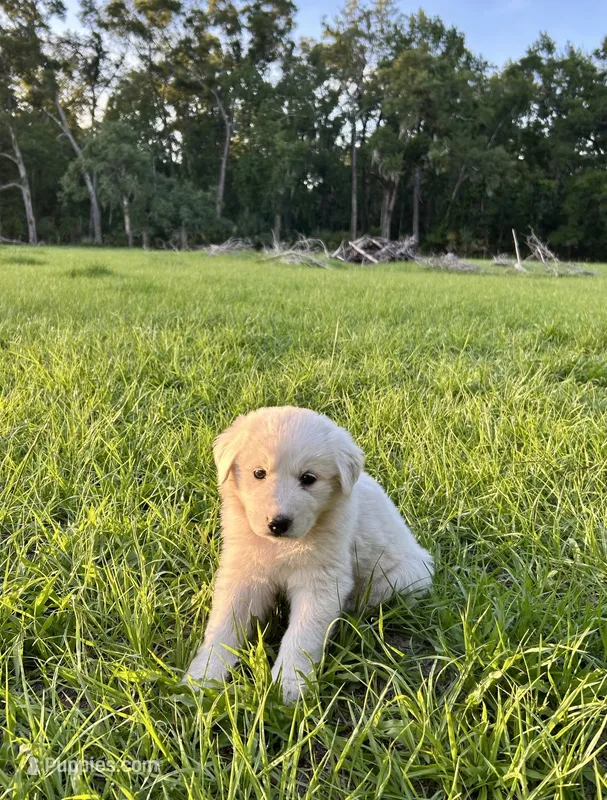 Rose – Maremma Sheepdog puppy for sale in Chiefland, FL