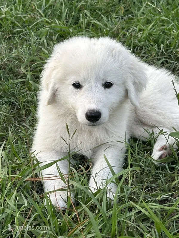 Ruby – Maremma Sheepdog puppy for sale in Chiefland, FL