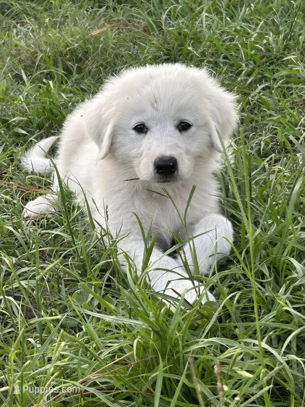 Pink – Maremma Sheepdog puppy on hold in Chiefland, FL