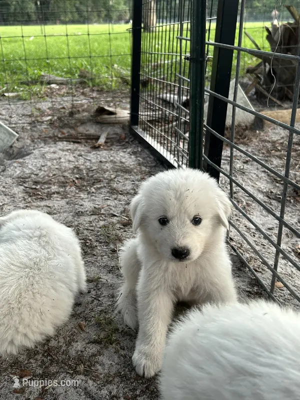 Violet – Maremma Sheepdog puppy for sale in Chiefland, FL