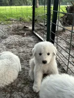 Violet, a female Maremma Sheepdog for sale in Chiefland, FL – 1 of 1