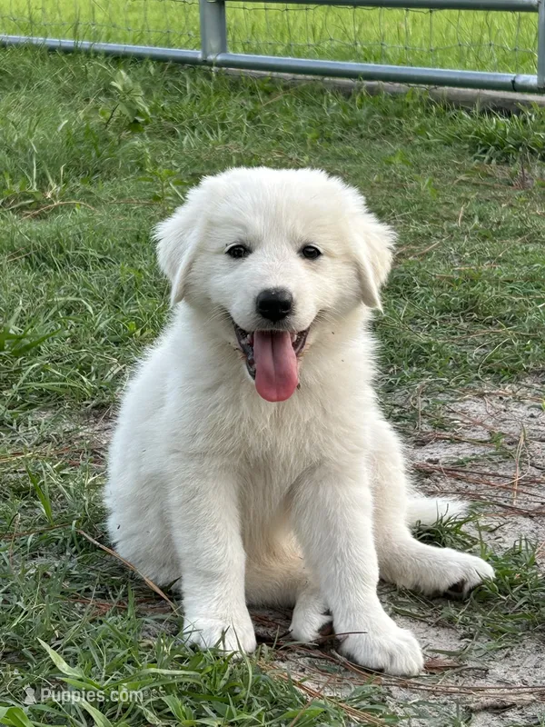 Rose – Maremma Sheepdog puppy for sale in Chiefland, FL