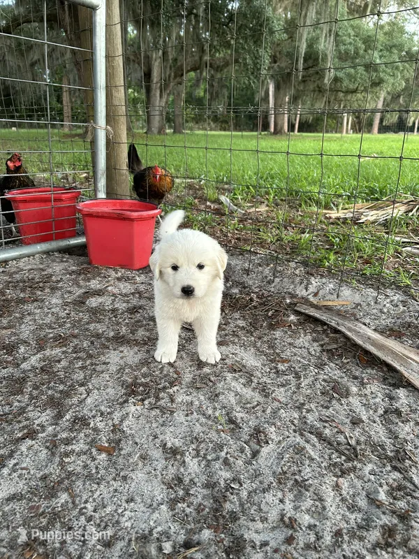 Ruby – Maremma Sheepdog puppy for sale in Chiefland, FL
