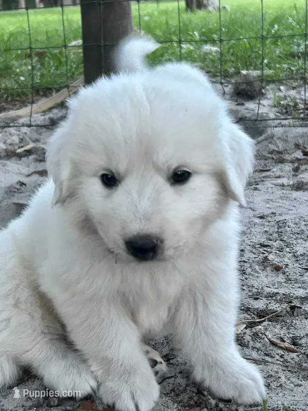 Navy  – Maremma Sheepdog puppy for sale in Chiefland, FL