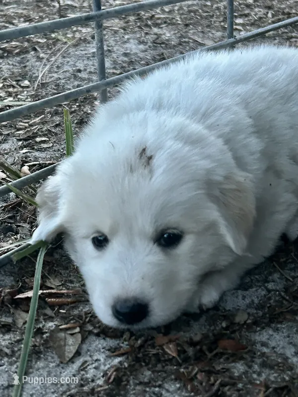 Sun – Maremma Sheepdog puppy for sale in Chiefland, FL