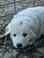 Sun, a female Maremma Sheepdog for sale in Chiefland, FL – 1 of 1