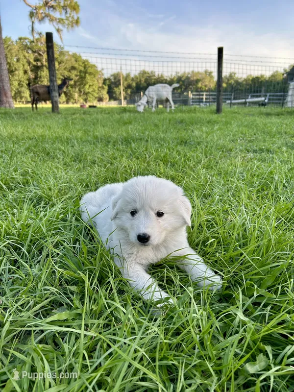 Ruby – Maremma Sheepdog puppy for sale in Chiefland, FL